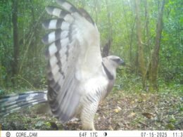 Ave predadora é registrada pela primeira vez em vídeo no Parque Nacional do Iguaçu
