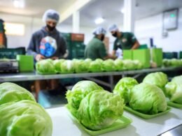 Paraná amplia vantagem como maior produtor de orgânicos do País