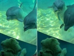 Vídeo: golden retriever encanta ao interagir com golfinhos em aquário nos EUA