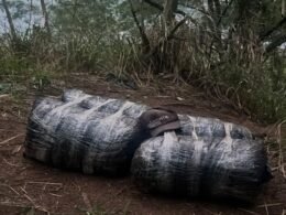 Apreendidos fardos de maconha nas margens do Rio Paraná