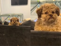 Cão mistura de Shih-tzu com Poodle fica famoso por expressão assustadoramente humana