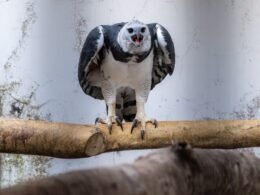 Harpias são transferidas para zoológico paraguaio da Itaipu