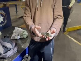Apreensão inusitada: homem tentava entrar no Brasil com jacarés, sucuri e píton na mochila