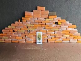 Pit bull conhecido por guardar pontos de tráfico leva PM a localizar 94 kg de maconha