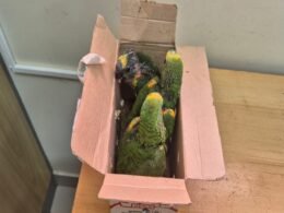 Três papagaios são encontrados em mochila durante fiscalização na Ponte da Amizade