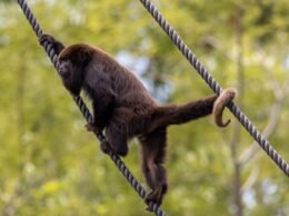 Eco Park Foz celebra aniversário com entrada gratuita para moradores de Foz e descontos especiais para outras cidades