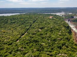 Parque Nacional do Iguaçu anuncia programação oficial do Dia Internacional da Onça-Pintada
