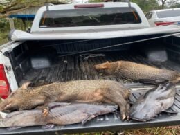 Caça ilegal, pesca predatória e rinha de galos: PF amplia ofensiva contra crimes ambientais