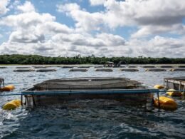 Paraguai aprova lei que destrava produção de tilápia no reservatório de Itaipu
