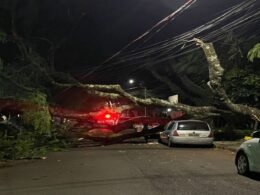 Ventania derruba árvores em vários bairros da cidade