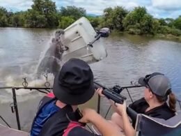 Hipopótamo ataca barco e lança pessoa na água em parque da África do Sul