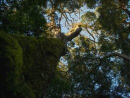 Monitoramento de onças fecha temporariamente trilha no Parque Nacional do Iguaçu