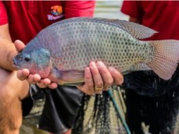 Feira do Peixe de Foz terá peixes frescos, música ao vivo e novo local
