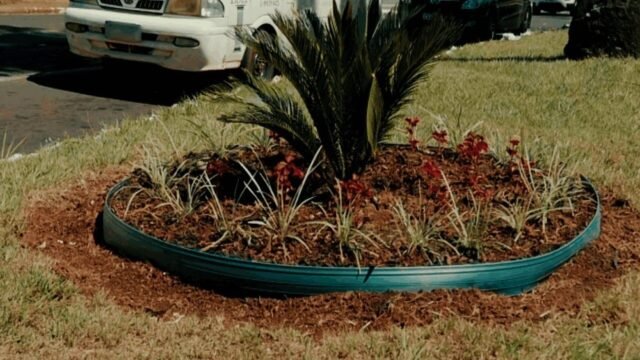 Mudas de flores são furtadas de canteiro central em Foz do Iguaçu
