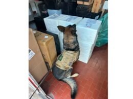 130 kg de maconha são apreendidos pela PF em operação com cães farejadores em Foz