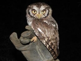 Itaipu inicia estudo para monitorar fauna e qualidade ambiental do reservatório