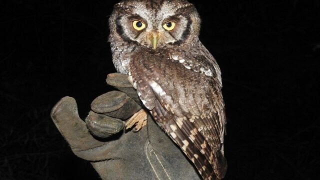 Itaipu inicia estudo para monitorar fauna e qualidade ambiental do reservatório