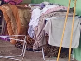 Onça-pintada é capturada em residência na região de Três Lagoas e encaminhada ao Refúgio Biológico