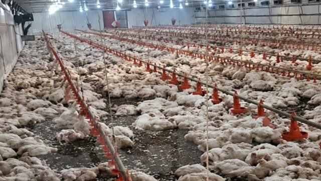 Falta de energia compromete sistema de ventilação e mata 30 mil frangos em aviário