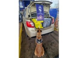 Cão farejador da Receita Federal localiza mais de 300 kg de maconha em carro paraguaio