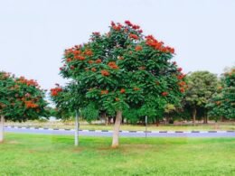 Foz autoriza corte de árvore que ameaça abelhas e beija-flores