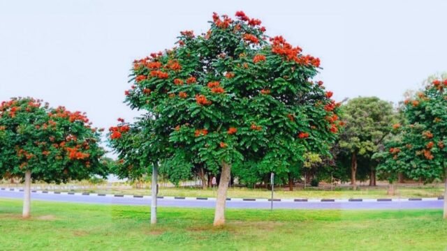 Foz autoriza corte de árvore que ameaça abelhas e beija-flores
