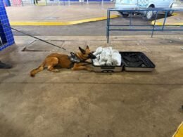 Cão farejador Urla ajuda a apreender 10 kg de capulho na Ponte da Amizade