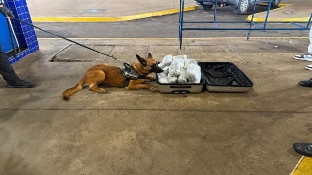 Cão farejador Urla ajuda a apreender 10 kg de capulho na Ponte da Amizade