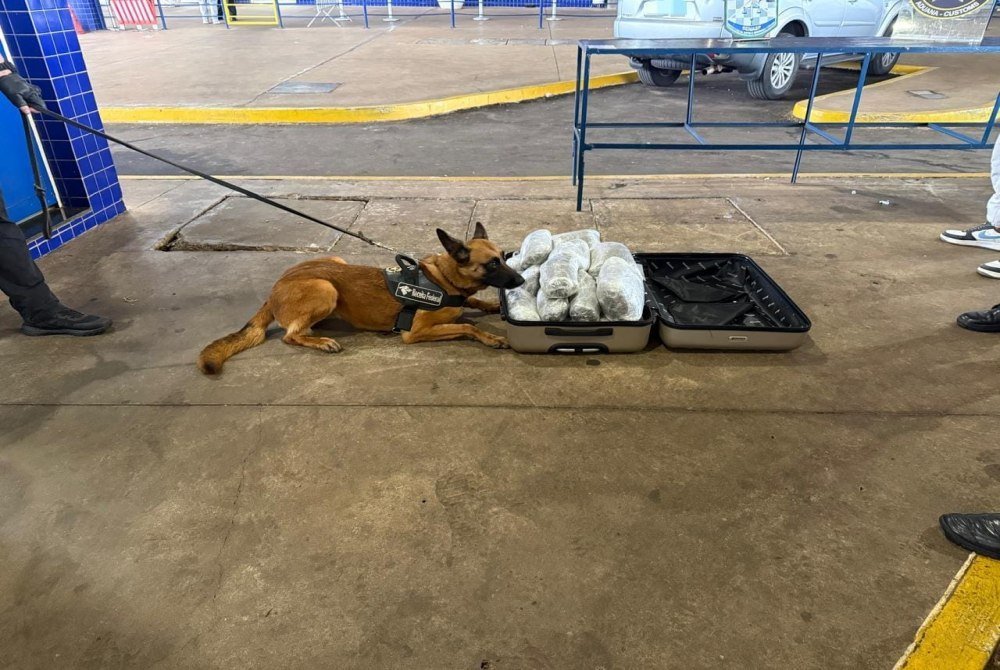 Cão farejador Urla ajuda a apreender 10 kg de capulho na Ponte da Amizade
