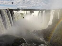 Primavera no Parque Nacional: onde ver surucuá, guaxe e andorinhão nas trilhas de Foz