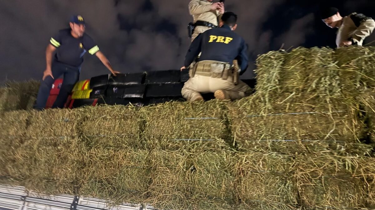 Notas fiscais com horários diferentes entregam 3,9 toneladas de maconha em carga de feno