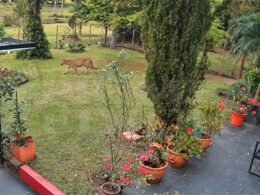 Puma aparece em quintal de casa em Misiones e é filmado por câmera de segurança