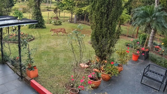 Puma aparece em quintal de casa em Misiones e é filmado por câmera de segurança