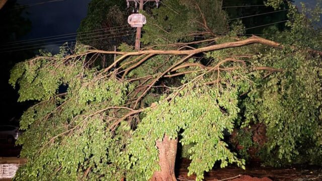 Vendaval com rajadas de 75 km/h derrubou 16 árvores em Foz do Iguaçu