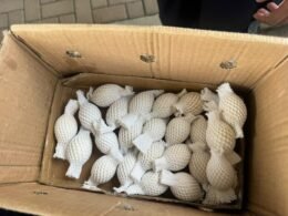 Casal é flagrado com 32 ovos de aves nativas em incubadora e no forro de jaqueta