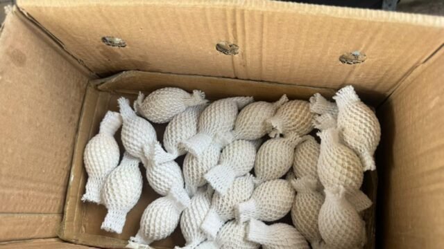 Casal é flagrado com 32 ovos de aves nativas em incubadora e no forro de jaqueta