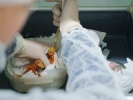Filhotes são alimentados na Unidade de Tratamento Animal (UTA).