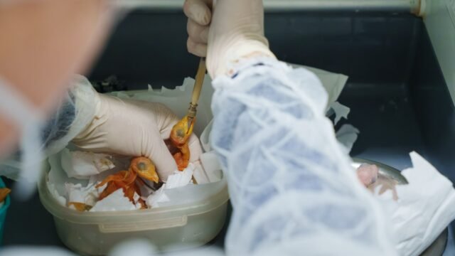 Filhotes são alimentados na Unidade de Tratamento Animal (UTA).